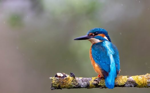 站在树杈上的蓝色翠鸟摄影图片