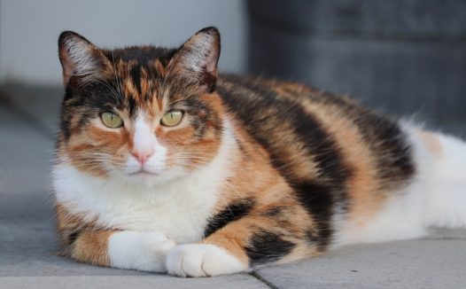 趴在地上的可爱肥猫图片