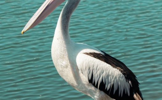 站在河边的澳洲鹈鹕图片