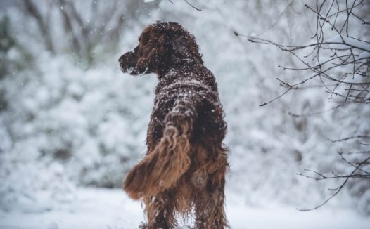 冬天雪地爱尔兰长毛猎犬图片