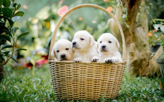 一篮子可爱迷你狗狗图片