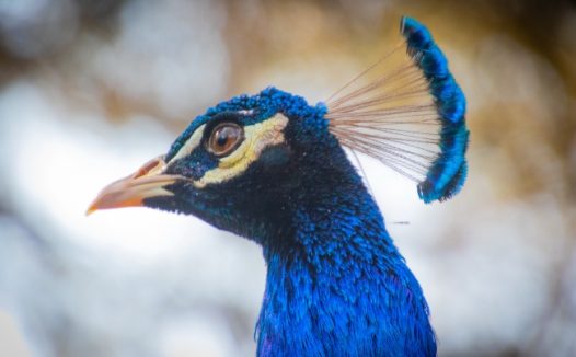 蓝色孔雀头部特写图片