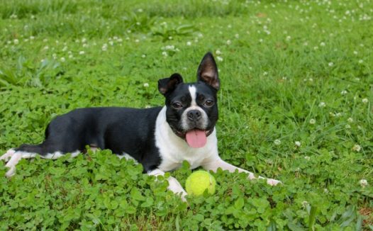 黑色波士顿梗犬图片