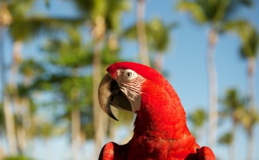红色鹦鹉图片