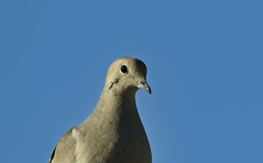 站在屋顶上的灰色信鸽摄影图片