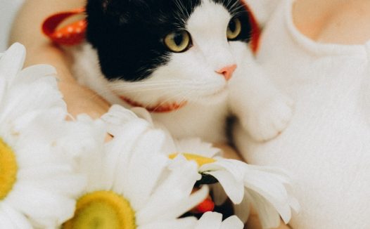 黑白萌猫咪图片