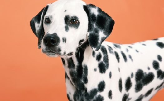 黑白斑点狗狗图片