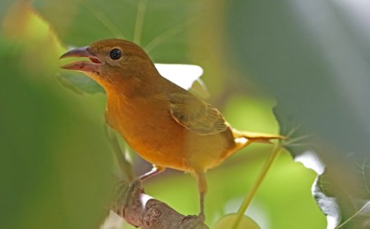 夏季唐纳雀图片