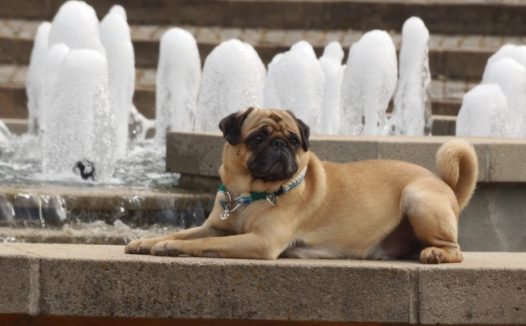 可爱纯种狗狗图片