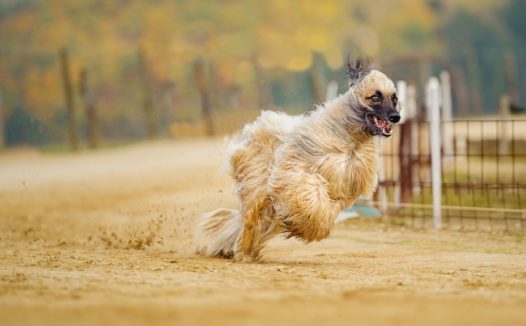 阿富汗猎犬图片