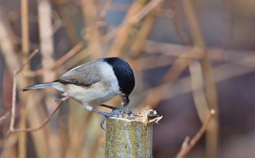 沼泽山雀觅食图片