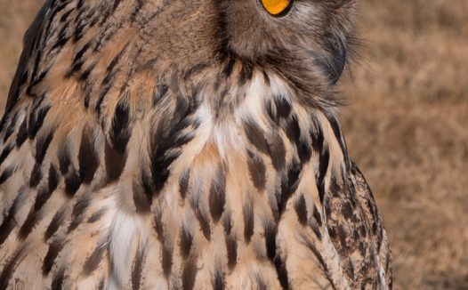 蒙古猫头鹰图片