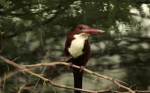 站在枯枝上的白喉翠鸟摄影图片