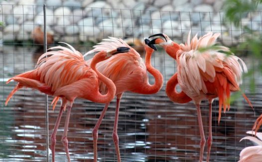 粉红色的火烈鸟图片