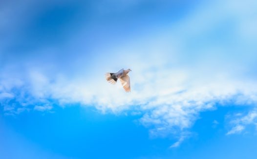 蓝色天空白色信鸽展翅翱翔摄影图片