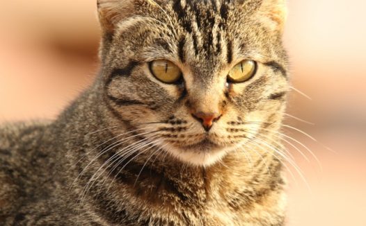 小猫肖像近景图片