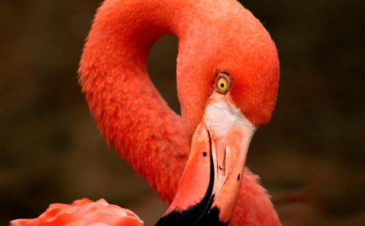 火烈鸟头部特写图片