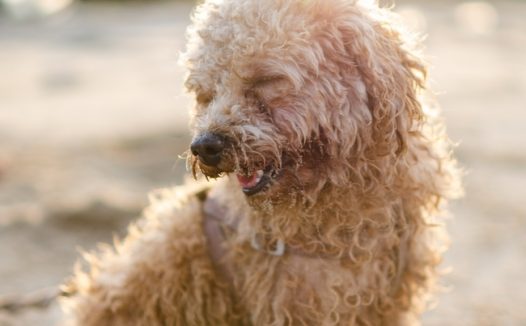 香槟色贵宾犬图片