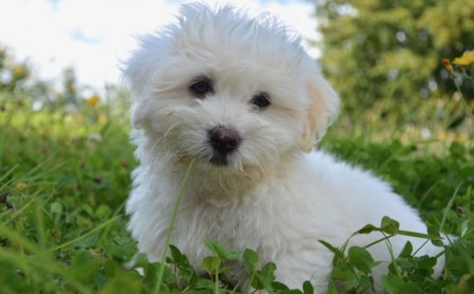 草地上白色幼犬图片