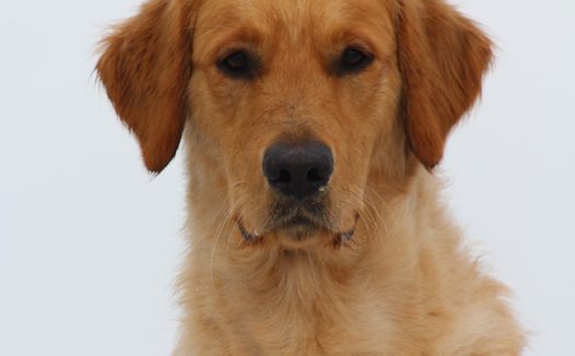 冬季金毛猎犬宠物写真图片