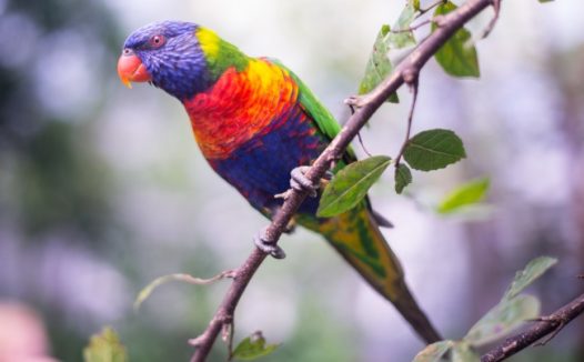 七彩羽毛鹦鹉图片