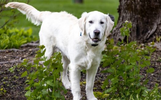纯白色金毛猎犬图片