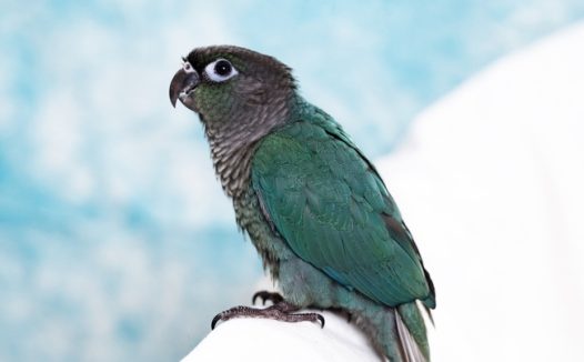 一只青色的鹦鹉站在白色墙沿图片