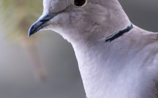 微距特写灰色斑尾林鸽摄影图片