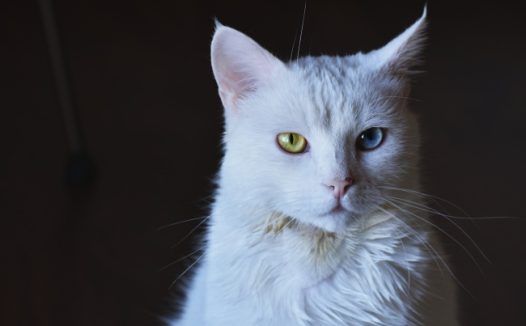 布偶猫异瞳图片