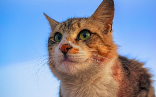 可爱萌系小猫咪图片