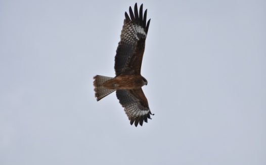 天空高飞老鹰图片