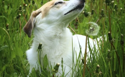 春天蒲公英草地狗狗图片