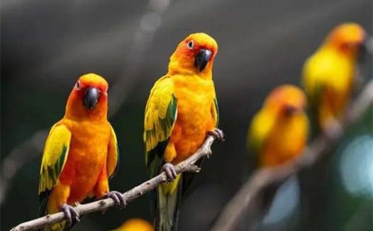 牡丹鹦鹉怎么训练?