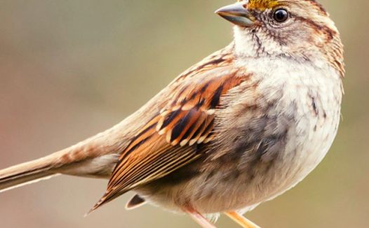 野生稀有飞禽动物图片