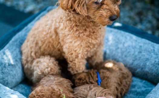 可爱毛茸茸狗狗图片