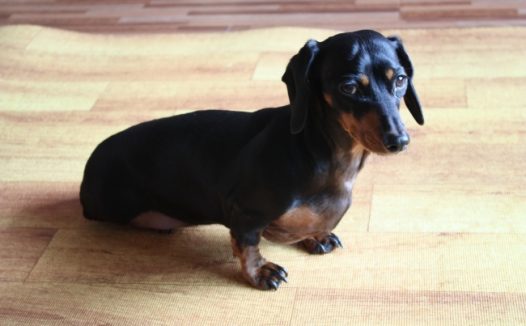 黑色腊肠犬图片