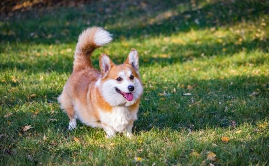 草地可爱威尔士柯基犬摄影图片