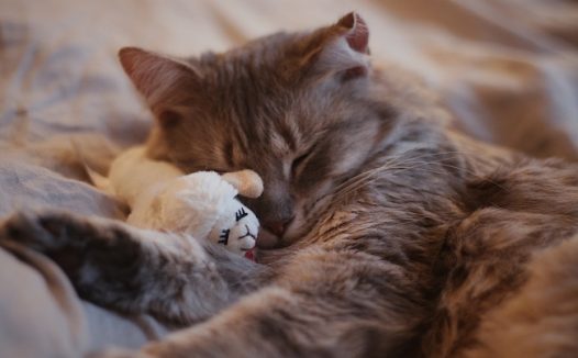 床上睡觉的小猫图片