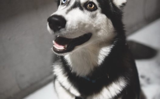 小哈士奇可爱图片