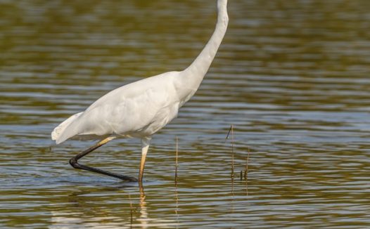 站在河中央捕鱼的大白鹭图片