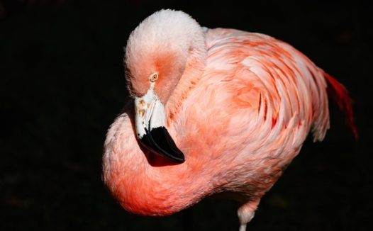 一只火烈鸟的侧身照片