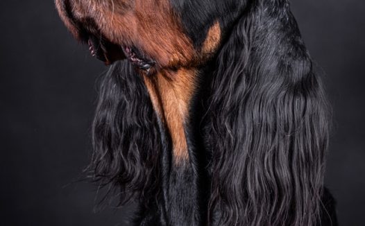 戈登塞特猎犬摄影图片
