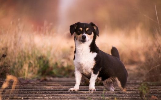 黄昏下可爱宠物狗图片