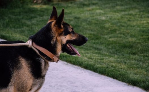 狼犬成年犬图片