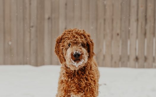 棕色泰迪狗图片