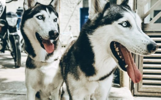 两只哈士奇图片