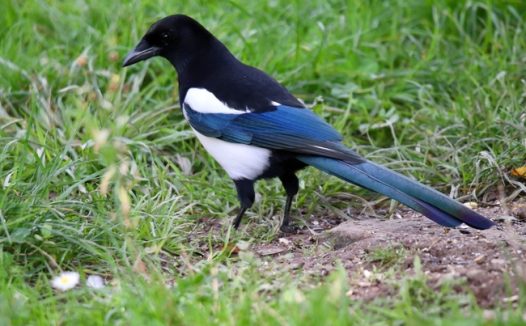 野生长尾黑嘴喜鹊摄影图片