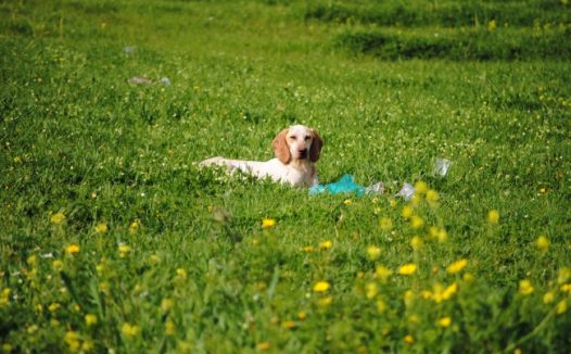 拉布拉多犬桌面图片