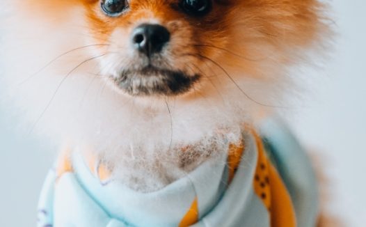 漂亮博美犬图片