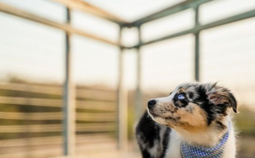 木栈道狗狗图片